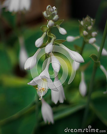 Vertical closeup shot of small Fragrant plantain lily flower with blur background Stock Photo