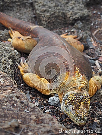 Vertical closeup shot of a southern alligator lizard Stock Photo