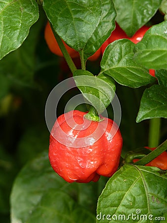 Vertical closeup shot of Trinidad Scorpion Butch T peppers growing on a bush Stock Photo