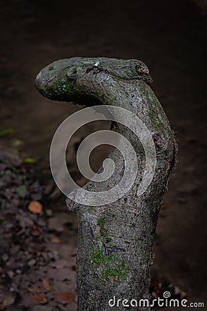 Vertical closeup shot of a twisted wood piece in a forest with blurred background during dark Stock Photo