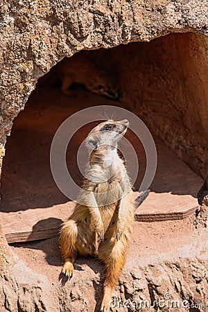 Vertical closeup of a sitting meerkat at the zoo. Stock Photo