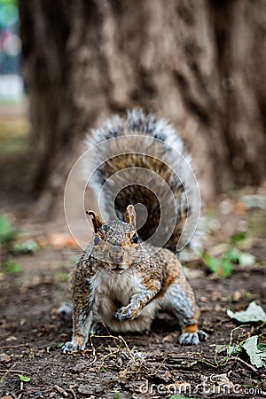 Vertical closeup of a squirrel perched on the ground Stock Photo