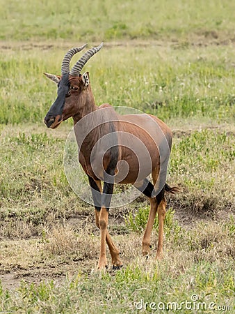 Vertical closeup of a topi in the Serengeti savannah in Tanzania Stock Photo