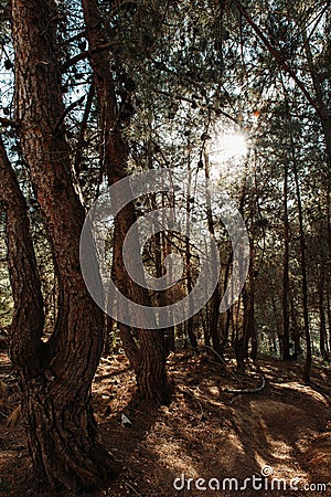 Vertical closeup of trees against sun, Shivapuri national park Stock Photo