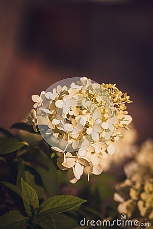 Vertical closeup of white sunlit PeeGee hydrangea blurred background Stock Photo