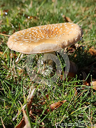Vertical closeup of a yellow agaric on the ground covered in the grass under the sunlight Stock Photo