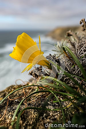 Vertical closeup of a yellow crocus under the sunlight with a blurry background Stock Photo