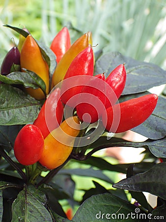 Vertical closuep shot of small spicy on green plant Stock Photo