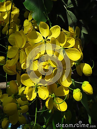 Vertical clsoeup shot of the flowers of a Golden Shower Tree Stock Photo