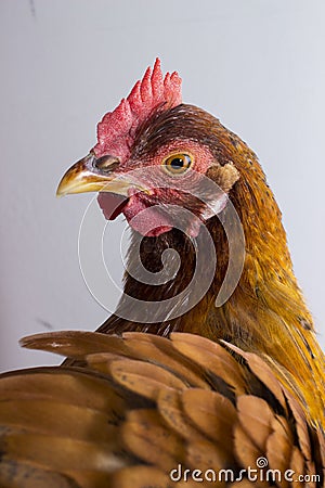 A vertical composition of a red chicken looking over it`s shoulder with ruffled feathers. Stock Photo