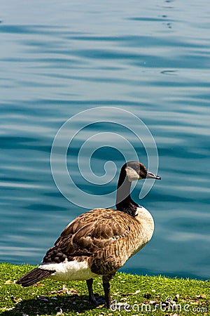 Vertical of a cute Canadian Goose on a lake shore Stock Photo