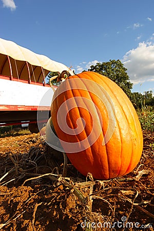 Vertical Fall scenic with pumpkin Stock Photo