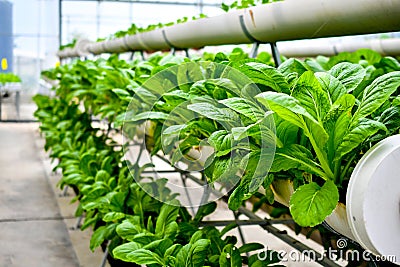 Organic vertical farming pipe lines Stock Photo