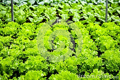 Organic vertical farming pipe lines Stock Photo