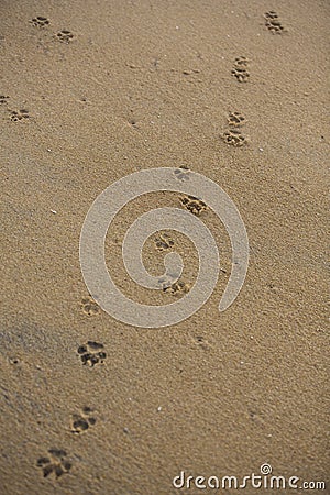 Vertical filled frame close up background wallpaper shot of dog paw foot prints on a yellow sand beach surface forming beautiful Stock Photo