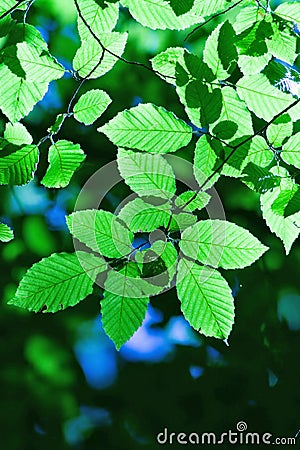 Vertical forest background Stock Photo