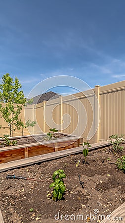 Vertical frame Vegetables growing in wooden raised garden beds filled with soil under blue sky Stock Photo