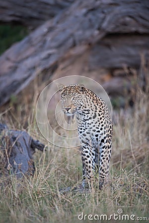 A vertical, full length, colour image of a young leopard, Panthera pardus, standing and staring in the Okavango Delta, Botswana. Stock Photo