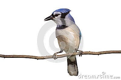 Vertical full length view of bluejay on a branch Stock Photo