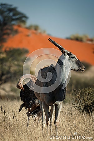 Vertical funny shot of a Southern Ostrich looking at Common eland Stock Photo