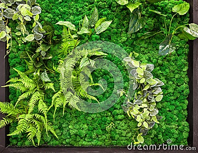 Vertical garden detail, green plants wall in office or home interior Stock Photo