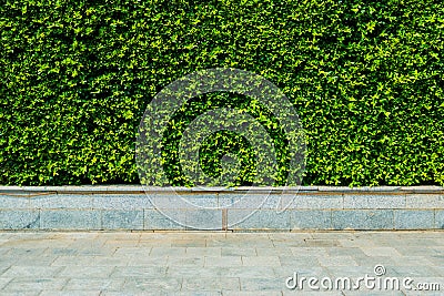 Vertical garden green leaves wall or tree fence behide the road Stock Photo