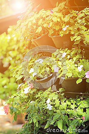 Vertical garden with morning warm sunlight Stock Photo