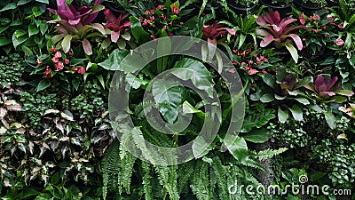 Vertical garden nature backdrop, living green wall of bird`s nest fern, sword fern, bromeliads, Anthurium, caricature plant and Stock Photo