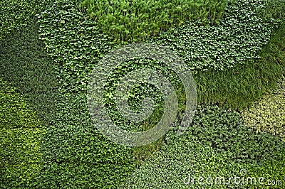 Vertical garden wall in an interior courtyard Stock Photo