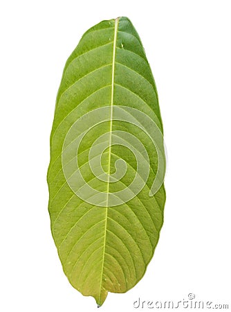 Vertical green foliage leaf with copy space isolated on white backgrounds Stock Photo