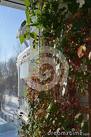 Vertical greening with thunbergia and cobaea on wooden trellis. Balcony garden in march. Summer indoor and winter outdoor Stock Photo