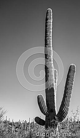 Vertical greyscale shot of a tall saguaro cactus in a deserted area Stock Photo