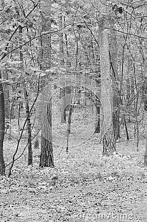 Vertical greyscale shot of the woods captured during the daytime Stock Photo