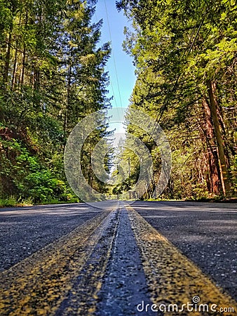 Vertical ground-level shot of the center of the road surrounded by a forest Stock Photo