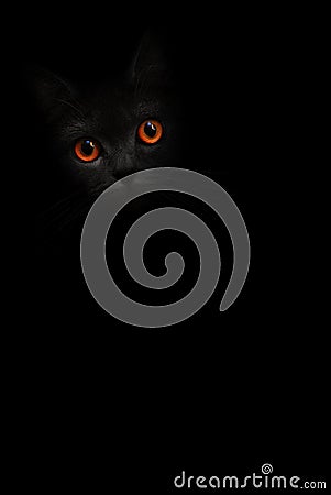 Vertical image black cat portrait with orange eyes is looking out of the shadow on the black background. Cute dark kitten. Cat hea Stock Photo