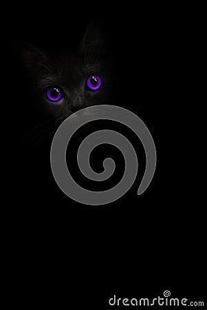 Vertical image black cat portrait with violet purple eyes is looking out of the shadow on the black background. Cute dark kitten. Stock Photo