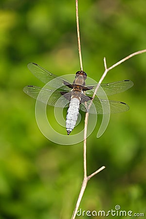 Vertical image of a blue dragonfly, broad-bodied chaser close up in nature on a dry branch Stock Photo