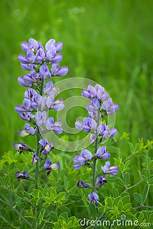 Blue wild-indigo wildflowers Stock Photo