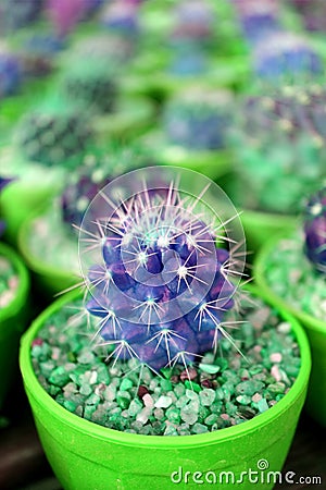 Vertical image of Closeup mini potted cactus plants in vivid green and violet color Stock Photo