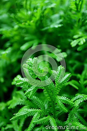 Vertical image of closeup vibrant green leaves in the garden with selective focus Stock Photo