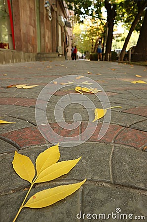 Closeup vibrant yellow autumn leaves fallen on the sidewalk Stock Photo