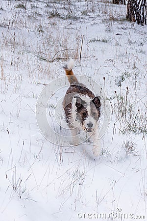 Vertical image of a dog running in the snow. Mixed dog - mongrel and terrier Stock Photo