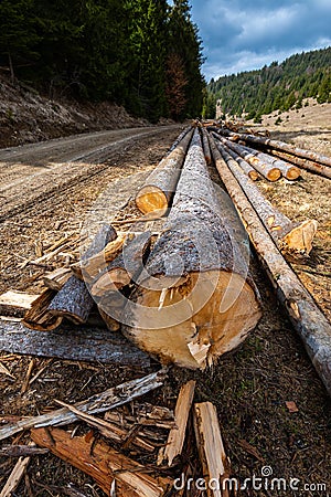 Vertical image, huge illegal cutted pine logs near roadside in Romania Stock Photo