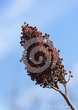 Smooth sumac against a blue sky Stock Photo