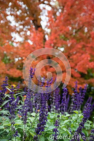 Vertical image up close of purple salvia in front of orange fall tree Stock Photo