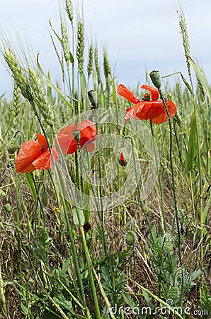 Vertical image.Wild poppies and green wheat. Beautiful day in the field Stock Photo