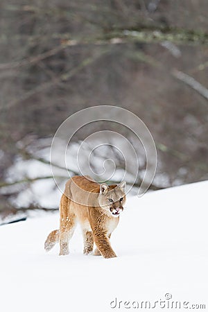 Vertical landscape of mountain lion Stock Photo