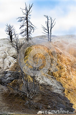 A vertical landscape picture of multiple types of mineral deposits of various colors with dead trees from a result of toxic gas Stock Photo