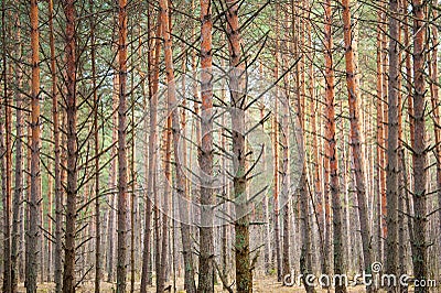 Vertical lines of tall pine forest trunks trees at summer evening background light shadow green orange Stock Photo