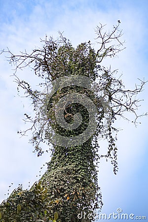 Vertical low angle shot of dancing tree with creeper plants resembling a smiling dinosaur Stock Photo